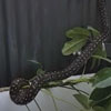змея сломала комнатное растение