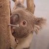 коала родилась без лапы