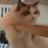 кот тренируется на брусьях