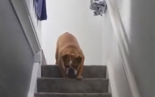 ленивый бульдог на лестнице