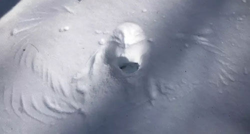 сова сделала отпечаток в снегу