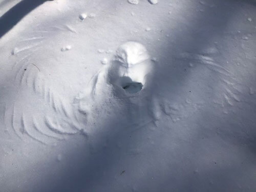 сова сделала отпечаток в снегу
