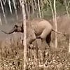 слонёнок отгонял ветеринаров