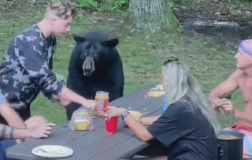 медведь на семейном пикнике