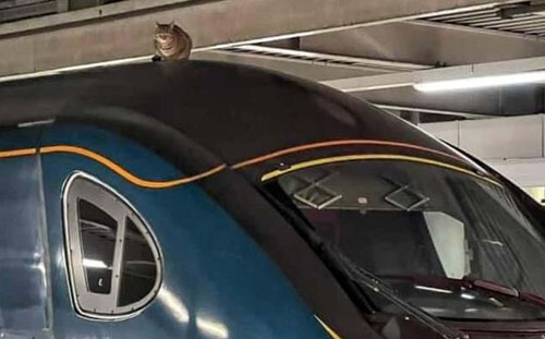 кошка на крыше поезда