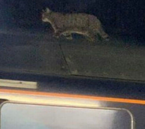 кошка на крыше поезда