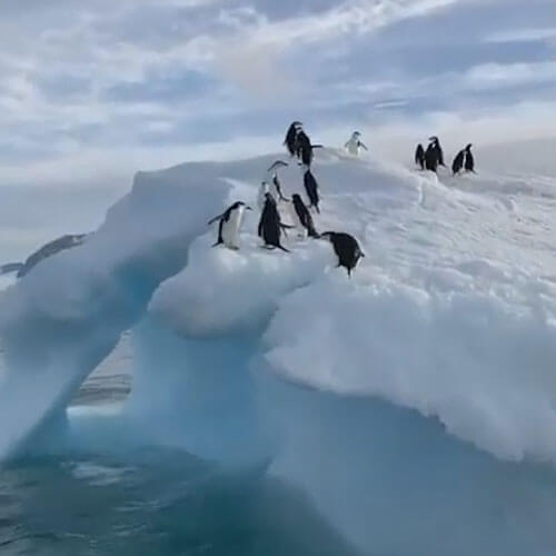 пингвины прыгают с айсберга