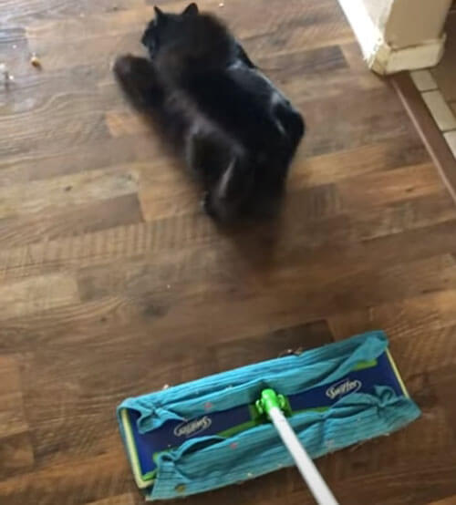 кошка мешает заниматься уборкой
