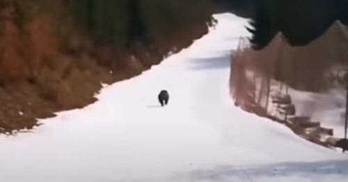 медведь погнался за лыжниками