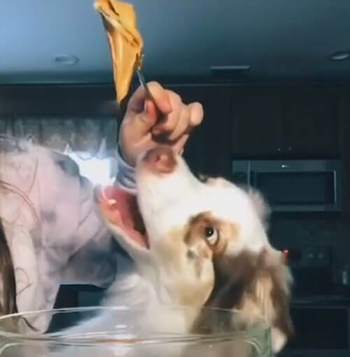 собака помогает печь пирожные