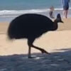 крупная птица явилась на пляж