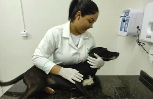 пёс забрёл в ветеринарную клинику