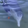 милый новорожденный дельфин