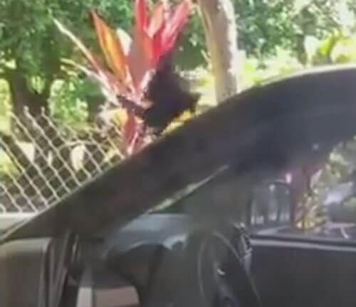 птица на крыше машины
