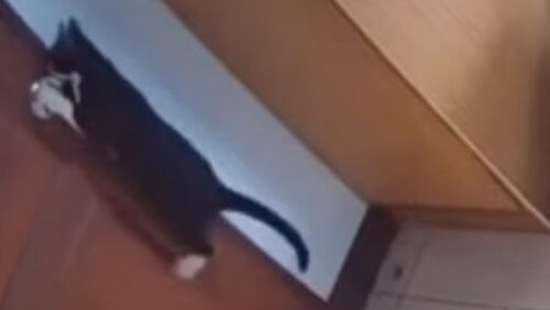 кошка выходит из комнаты
