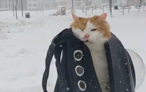кот не хочет гулять под снегом