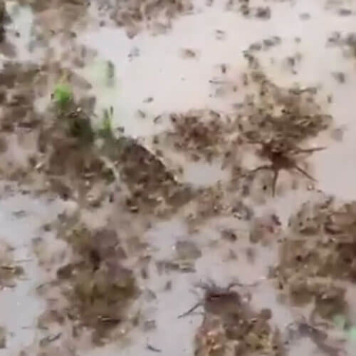 пауки спасаются от наводнения