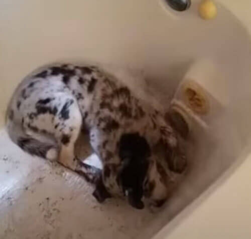грязный щенок в ванной
