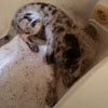 грязный щенок в ванной