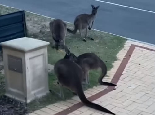 кенгуру на лужайке перед домом
