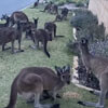 кенгуру на лужайке перед домом