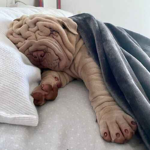 щенок похож на смятое одеяло