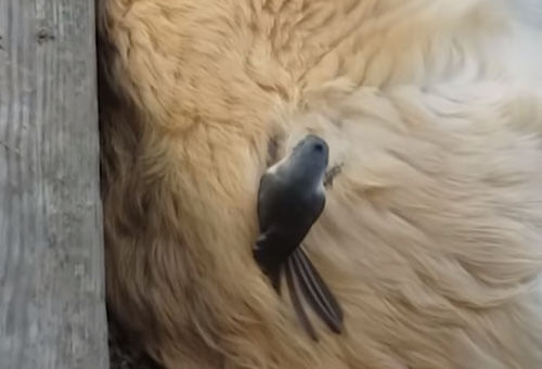 птица крадёт мех у спящего пса
