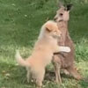 щенок обнимает кенгуру