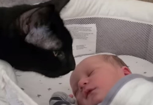 кошку заинтересовал младенец