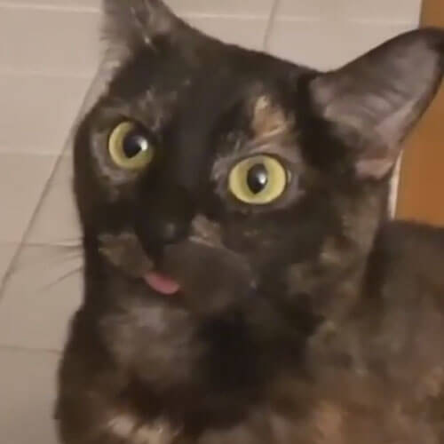 кошка всё время показывает язык