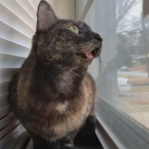 кошка всё время показывает язык
