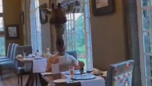 турист ест в компании жирафов