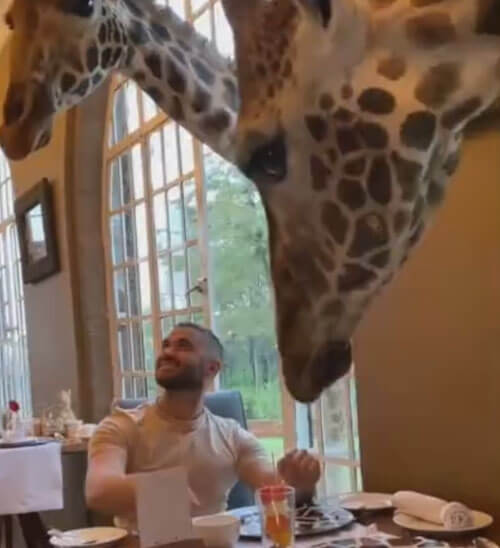 турист ест в компании жирафов