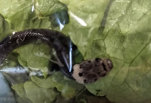 ядовитый змеёныш в салате
