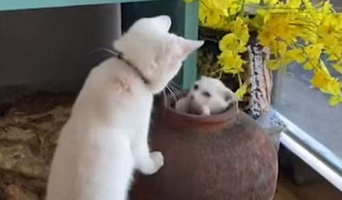 кошачья игра с глиняным горшком