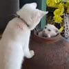 кошачья игра с глиняным горшком
