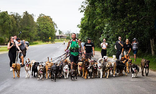 прогулка с множеством собак