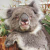 рекордная коала-долгожительница