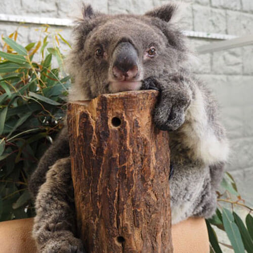 рекордная коала-долгожительница