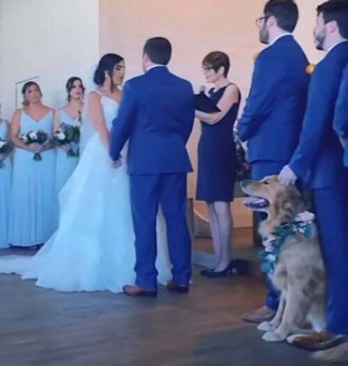 пёс отвлёкся на свадьбе