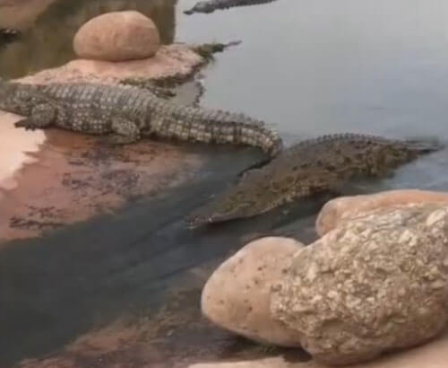 крокодил на водной горке