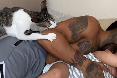 кошка защищает малыша от отца