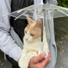 коту подарили маленький зонтик