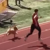 собака на соревновании по бегу