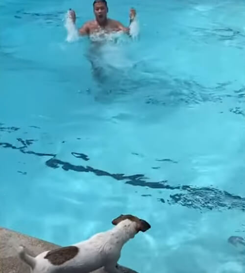 собака и хозяева в бассейне