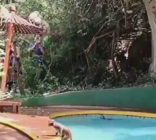 обезьяны радуются жизни в бассейне