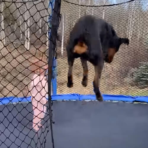 прыжки на батуте вместе с собакой
