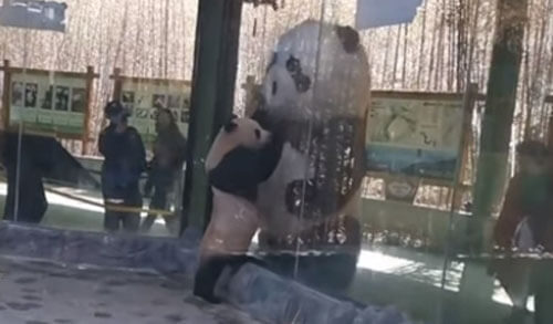 панда и её гигантский собрат