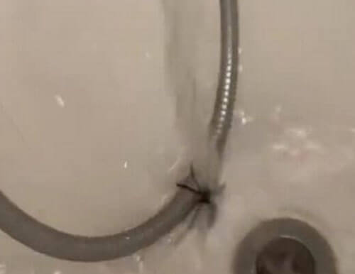 встреча с пауком в ванной