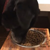 собака предпочитает плоскую еду